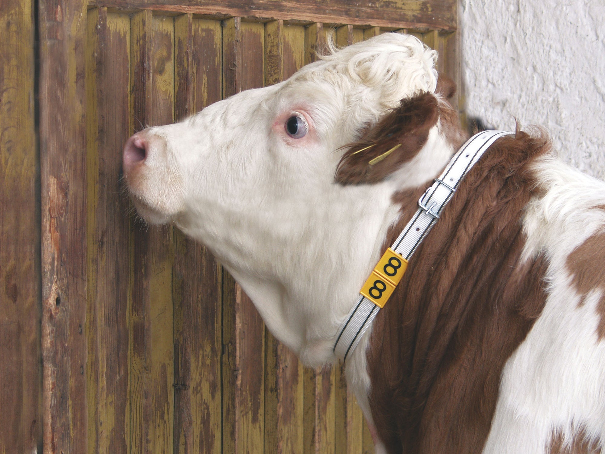 Halsmarkierungs-Bänder (für Nummernblöcke)