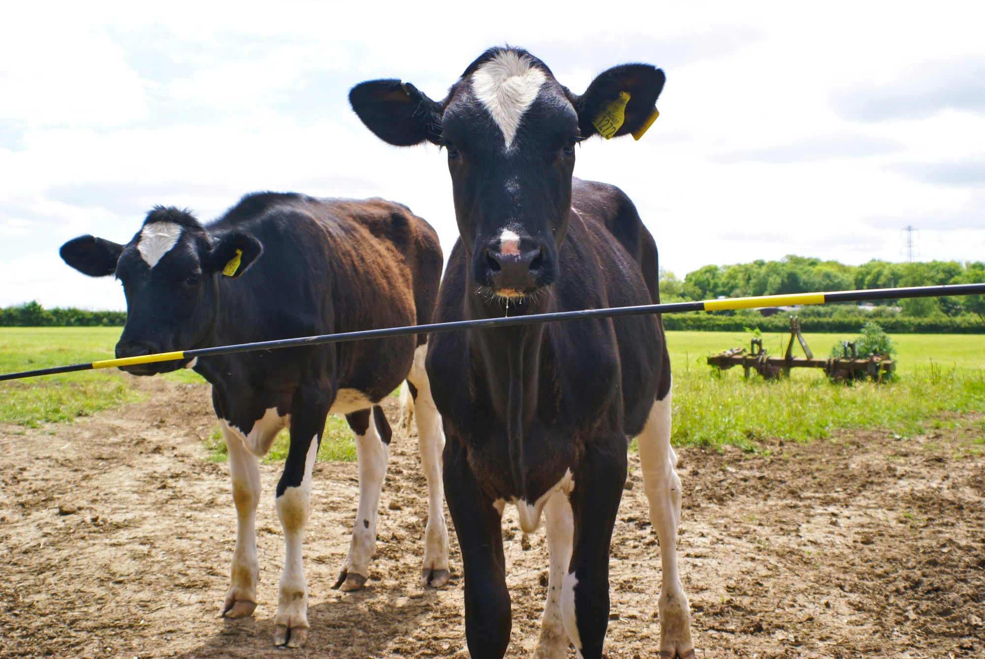 Elektro-Viehschranke