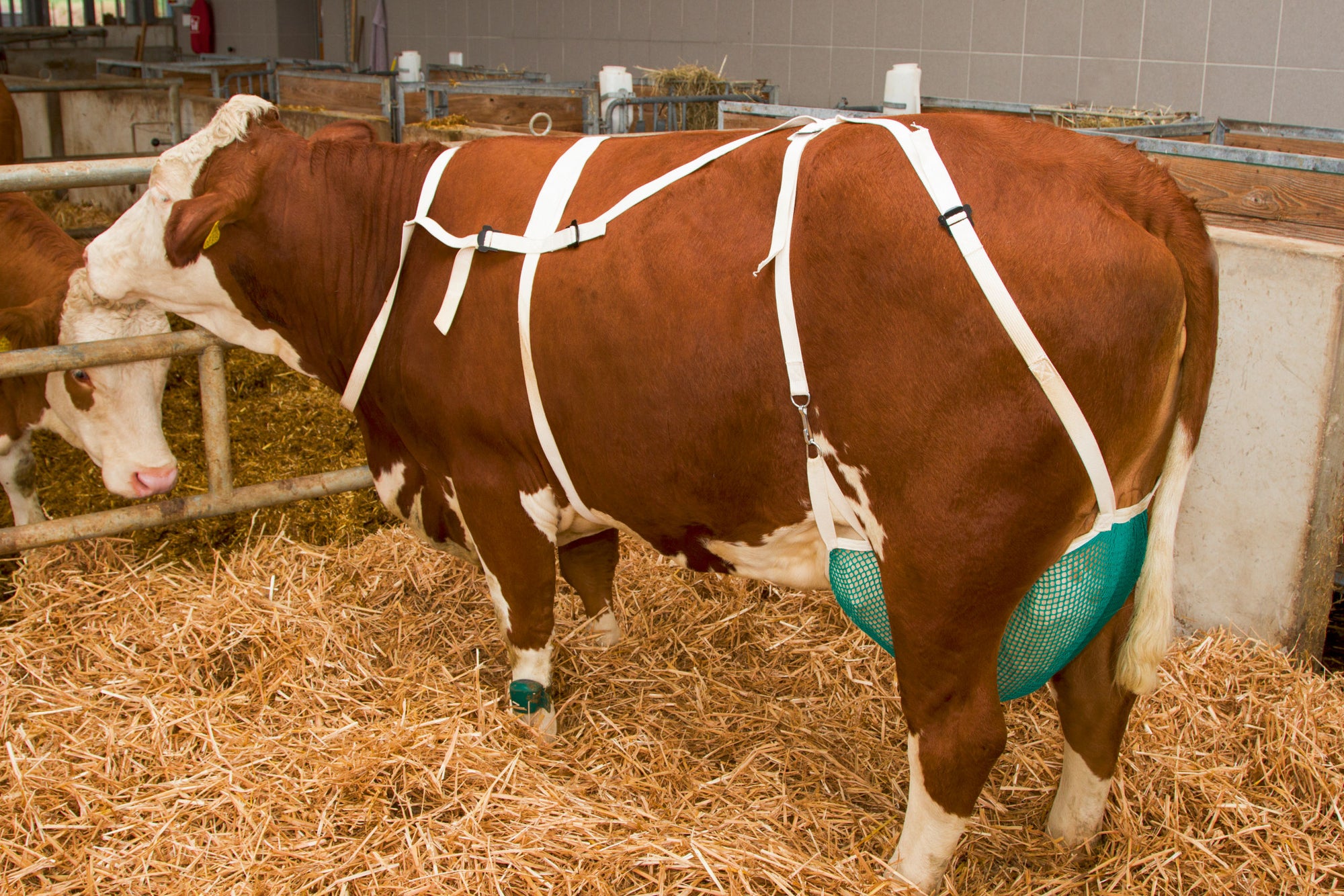Zitzenschutz mit Nackengurt M - XL